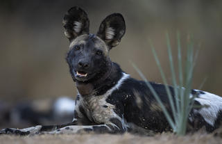 Wild Dog