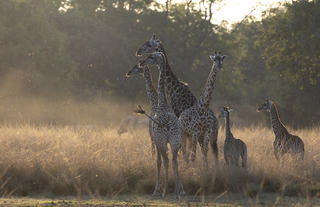 Giraffe Herd 