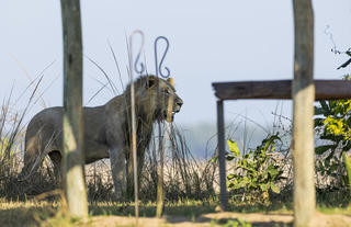 Lion at Kulandila 