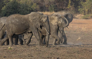 Elephant Herd