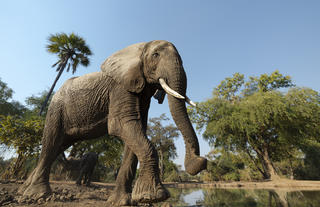 Elephant at hide 