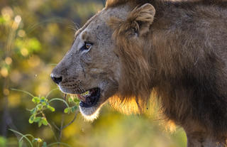 Male Lion 