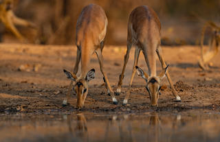 Impala 