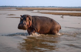 Hippo