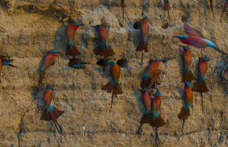 Carmine Bee-Eater 