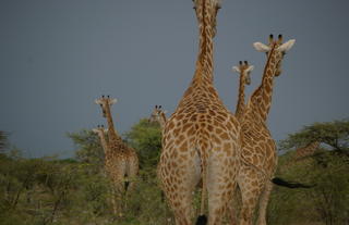 Giraffe