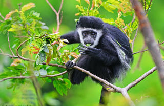Colobus Monkey 