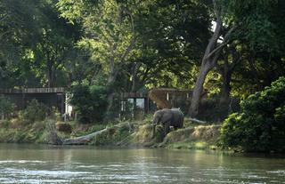 Elephant on Lolebezi