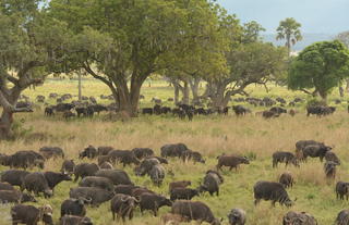 Buffalo in Kidepo
