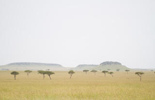 Serengeti scenes