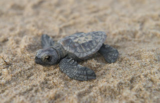Turtle Hatchling 
