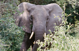 Kyambura Gorge Lodge 