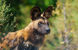 Wild Dog