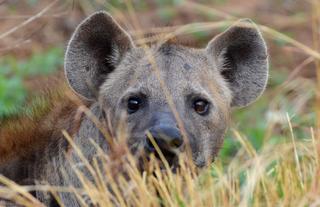 Hyena on Game Drive