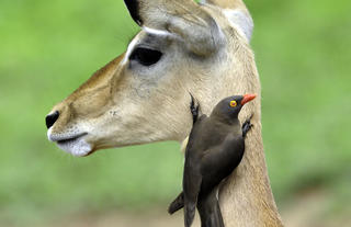 Impala On Game Drives