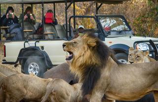 Game Drive Chobe National Park