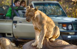 Full Day Safari Chobe National Park