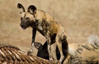 Wild Dog on Safari