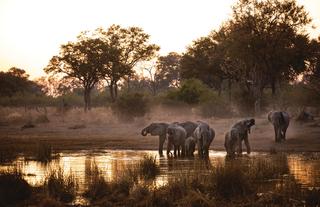 Elephants drinking from the Selinda Spillway