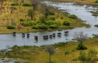 Elephants and the Selinda Spillway from the Air
