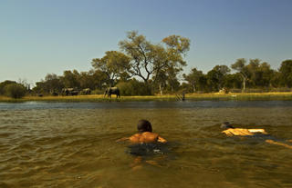 Swimming in the Selinda Spillway