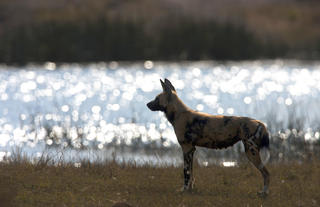 African Wild Dog in the Selinda Reserve