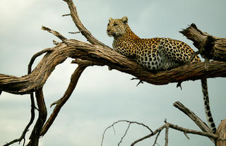 Leopard in the the Selinda Reserve