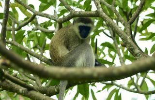 Monkey - Tumbili
