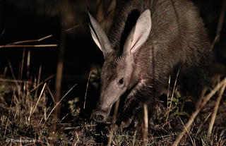 Our speciality: The Aardvark 