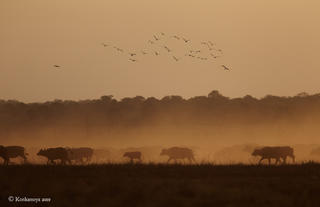 Buffalo in the dust