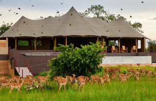 Impala & Swallows