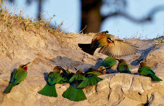 White Fronted bee eater