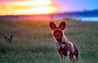 Painted wolf or Wild dog?