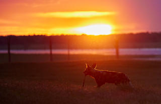 Painted wolf or Wild dog?