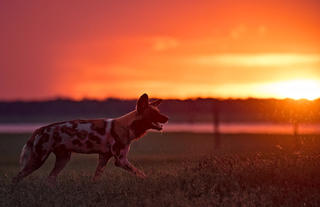 Painted wolf or Wild dog?