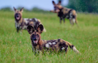 Painted wolf or Wild dog?