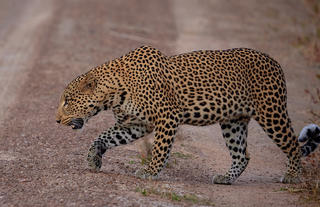 The Leopard