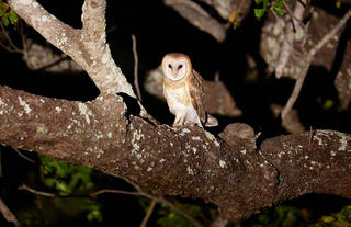 Barn Owl