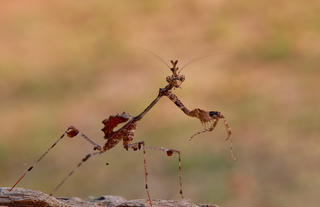 Sybilla pretiosa. 