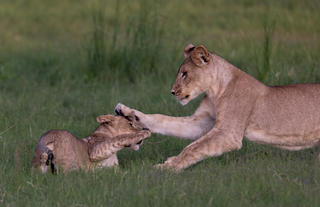 Young lions