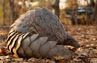 The Pangolin