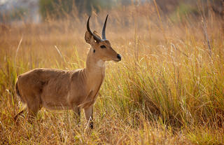 Reedbuck