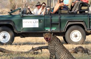 Cheetah kill