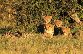 Queenie and her cubs