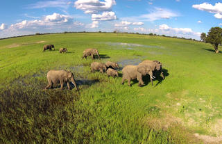 Elephant herd in the green season