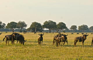 Wildebeest on a game drive