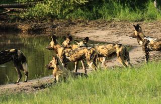 Wild dog on a game drive