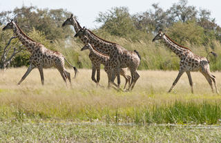 Giraffe on the Ngamo Plains