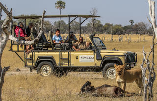 Lioness Tegwane on a kill
