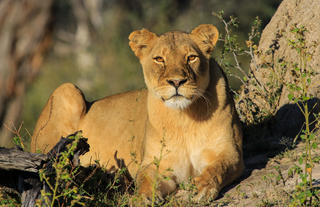 Female lioness Nomvelo